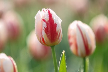 IMG_6340-