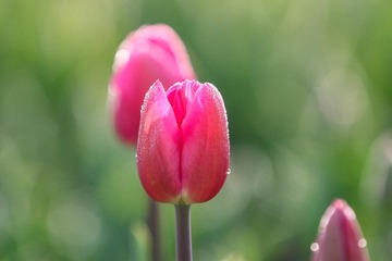 IMG_6394-