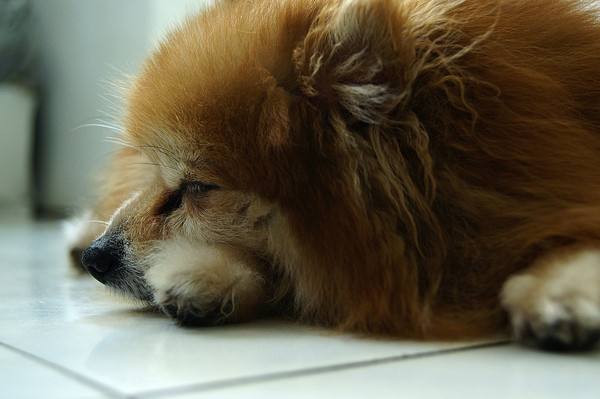 午睡的贝贝 br /> 我家的小宠物,见它熟睡的样子,忍不住的拍了一张