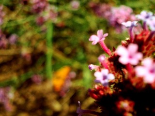 花丛下