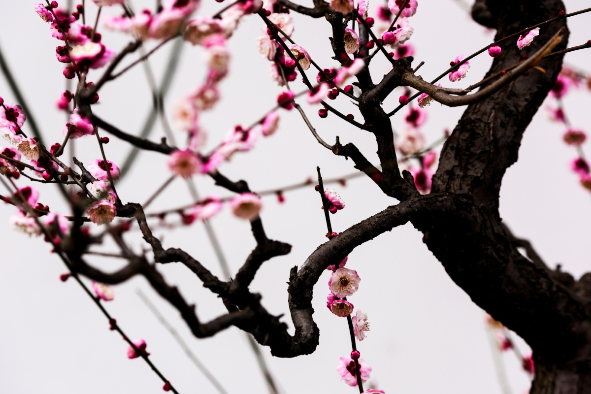 花梅树枝春天    打开微信,使用"扫一扫"即可将网页