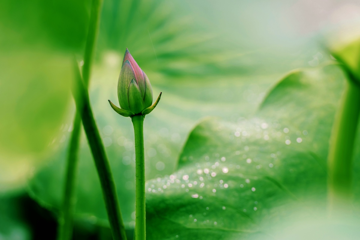 翠绿的荷叶婷婷的荷花清凉的夏雨都显得格外生机盎然不论是含苞待放