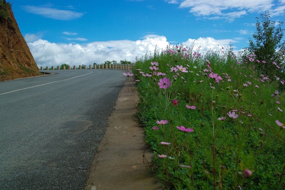 花与路<br />
