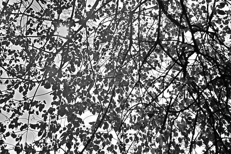 Pollock！<br />
