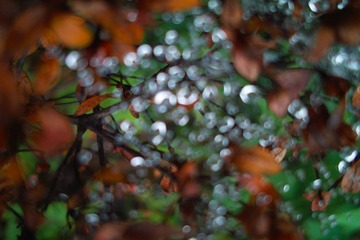 SDIM2263.jpg