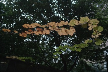 SDIM2954.jpg