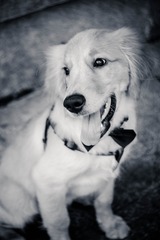DSC_9411-1