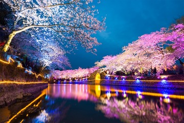 夜樱如画