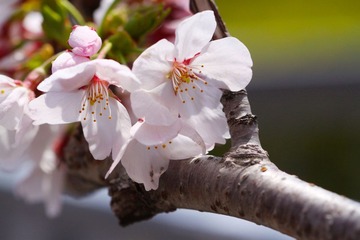 樱花