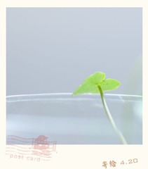 寄给4月20