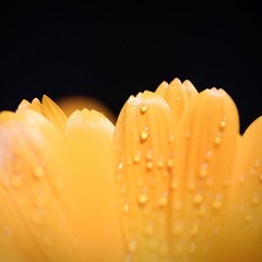 DSC_5964a_1