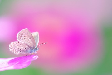 蝶恋花