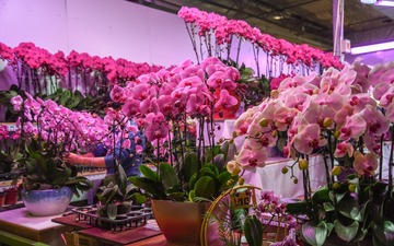 鞭炮花