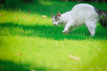 广雅猫咪-1.jpg