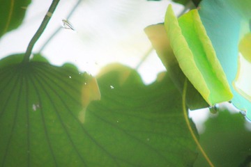 IMG_9160.jpg
