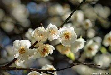 IMG_7734.jpg
