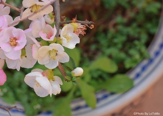 IMG_7749.jpg