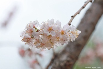 IMG_8199.jpg