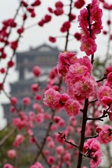 IMG_1138a