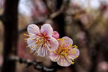 IMG_0919a