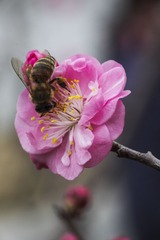 IMG_1110a