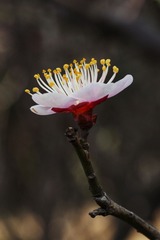 IMG_0892a