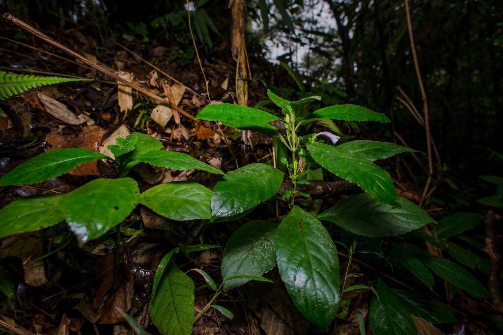 马蓝,校园后山上不被发现的林下植物。