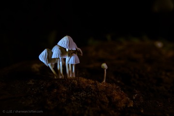 蘑菇2
