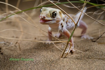 新疆沙虎