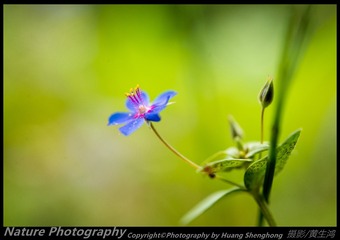蓝花琉璃繁缕