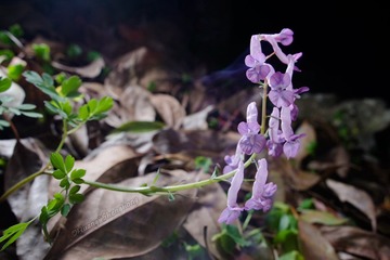 20160326-HSH_2102_