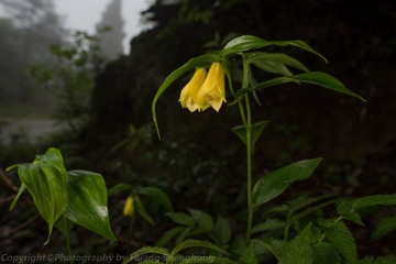 HSH_4186_