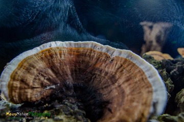 HSH_5636_