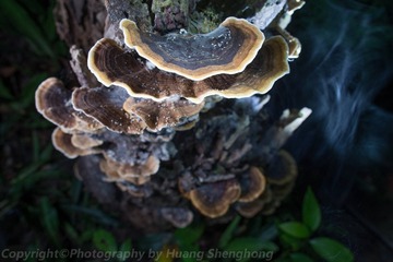 HSH_8596_