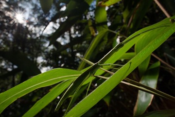 HSH_9780_