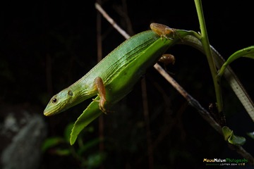HSH_1570_