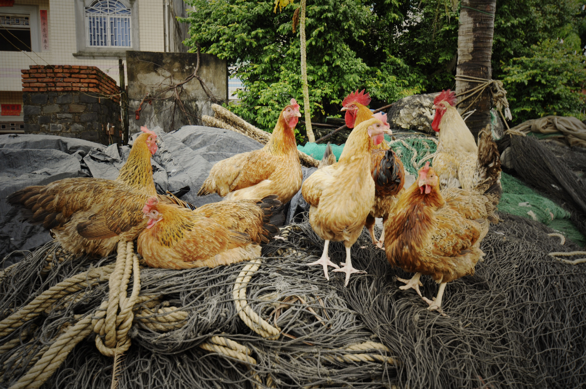 海南风光纪-2013暑期实习