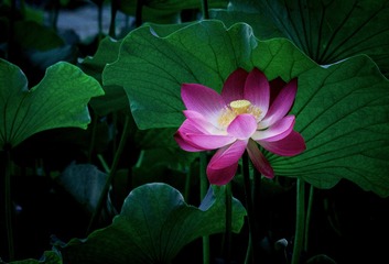 _IMG8085-编辑