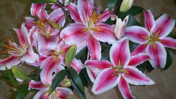 2011-02-24_11-43-29_950.jpg