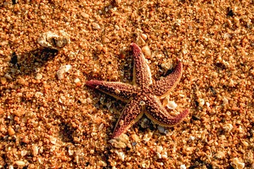 海星_1