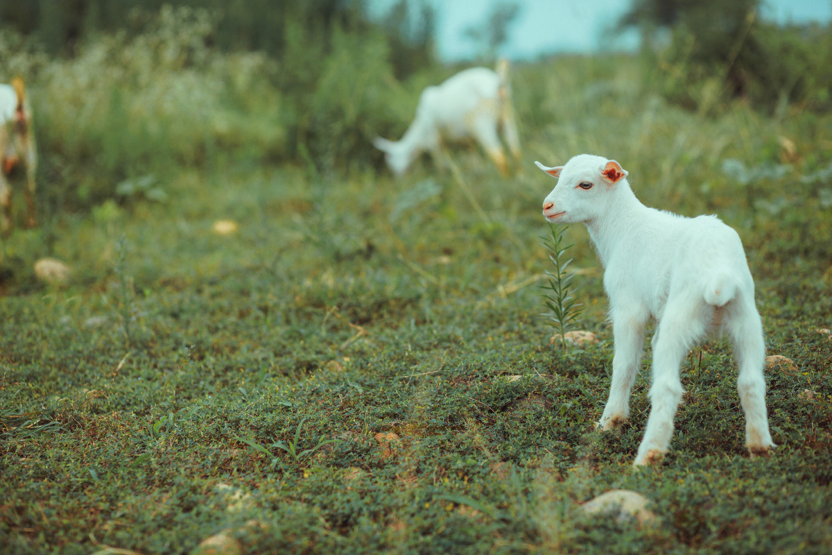 塞上牛羊空许约