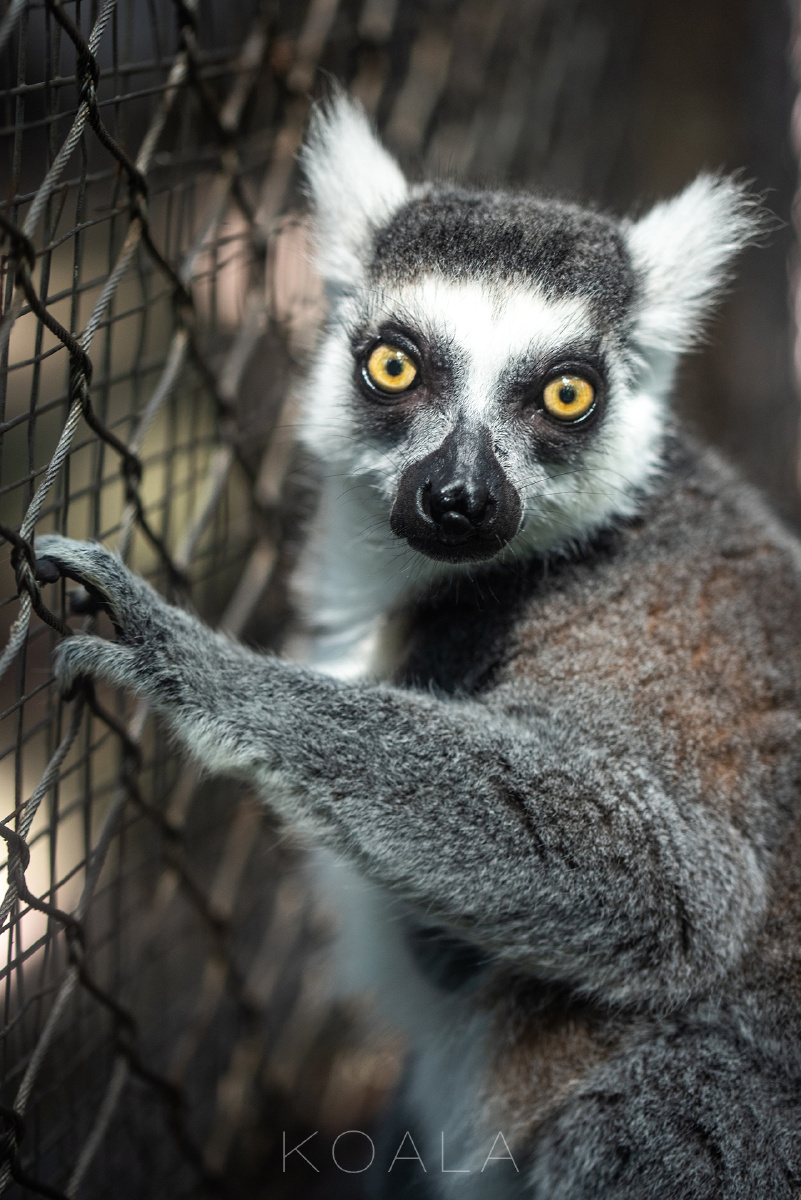 考拉作品animalseyes