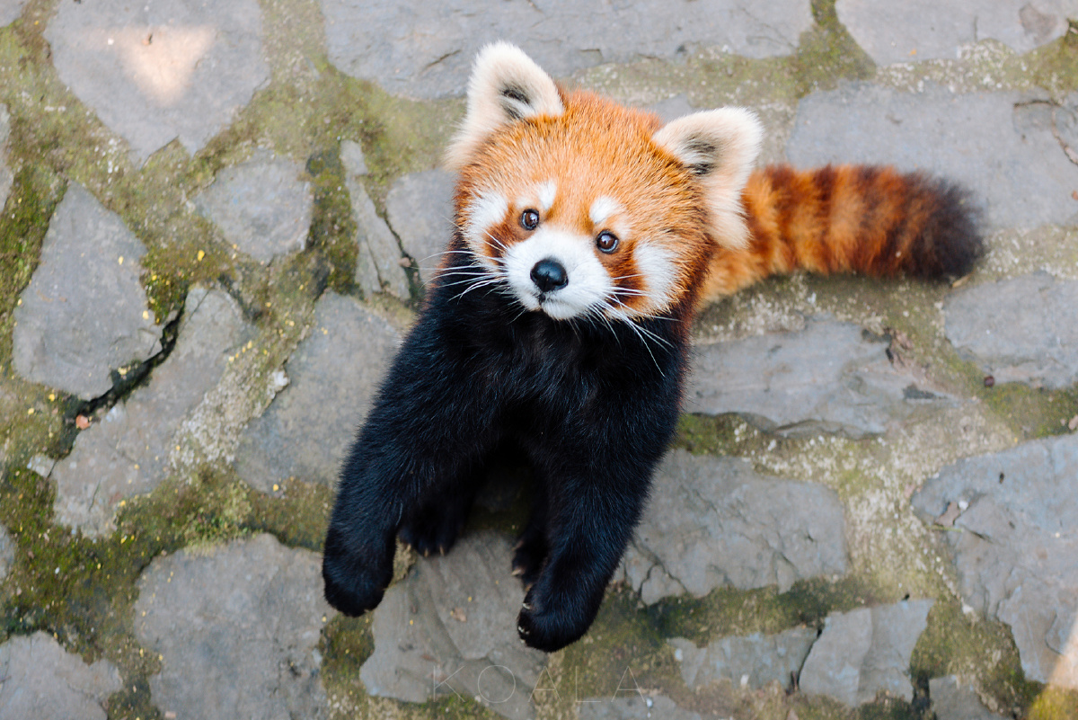 考拉作品动物园与萌物