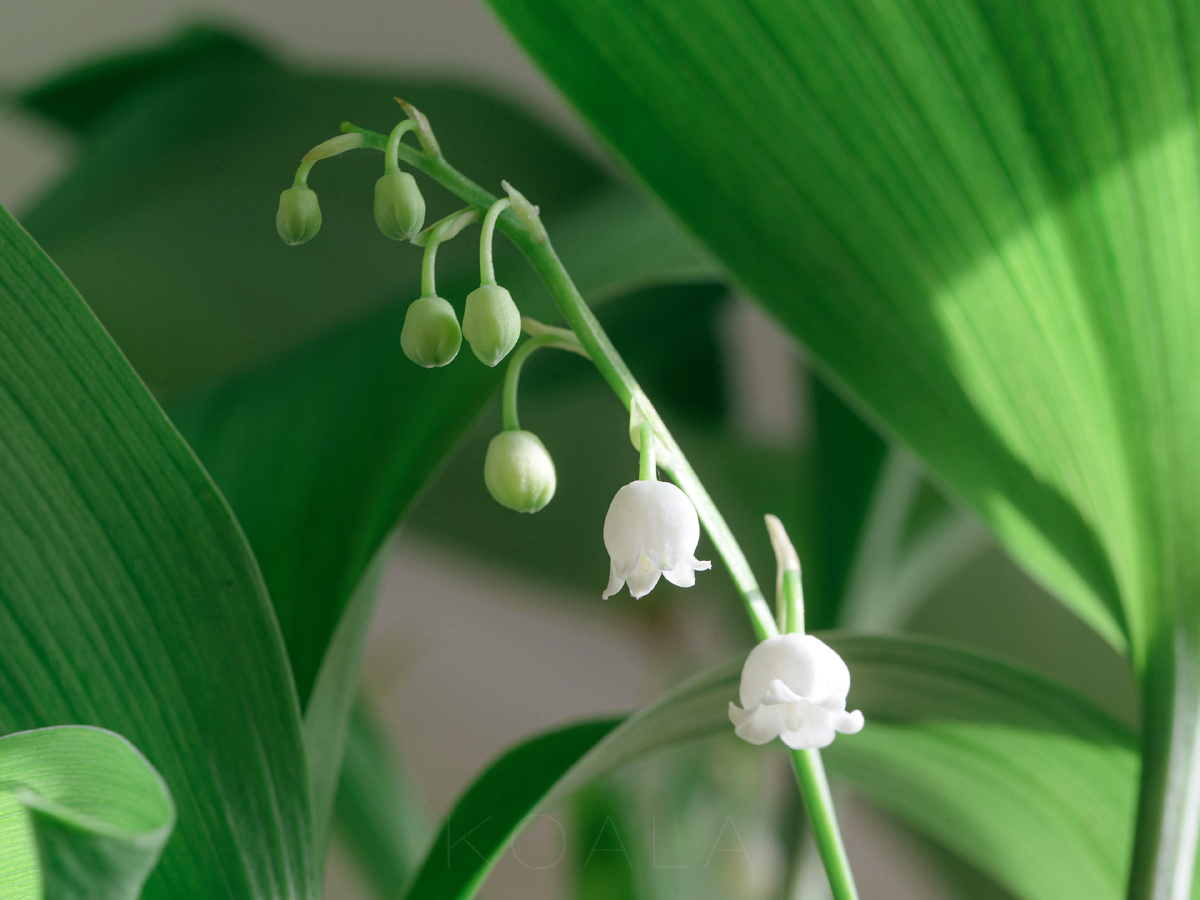 【考拉作品】铃兰 - 摄影师考拉 - 图虫