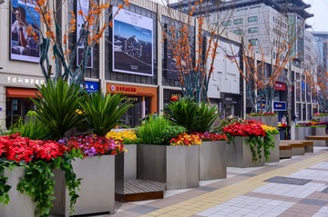 黄额 枫叶