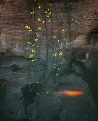 水 中 花