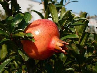 IMG_0338.jpg