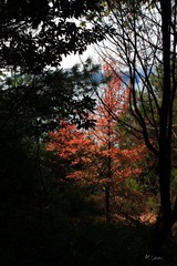 IMG_2533.jpg