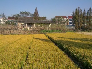 IMG_20121113_100246