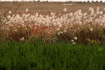 IMG_3736.jpg